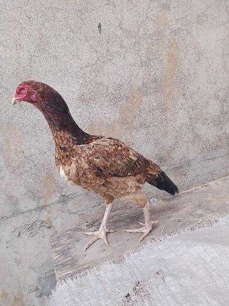 Aseel hens for sale. 1