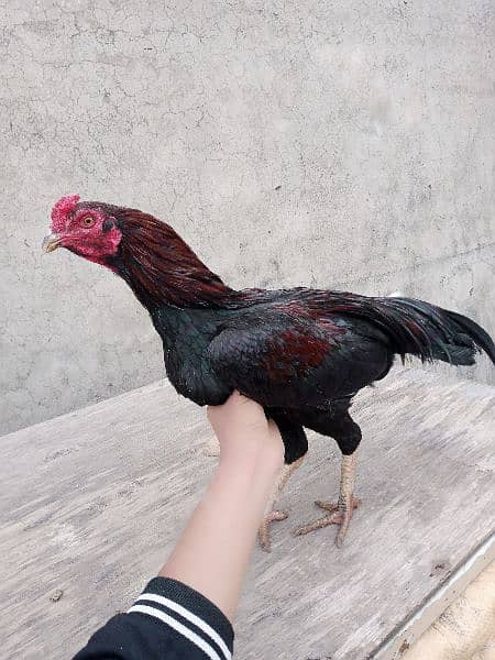 Aseel hens for sale. 3