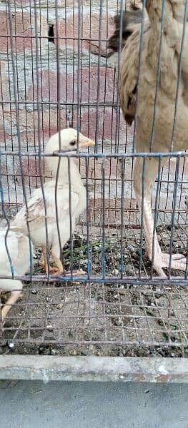 Hira cross chicks with murgi 03044602187 5
