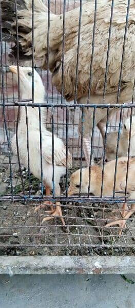 Hira cross chicks with murgi 03044602187 6