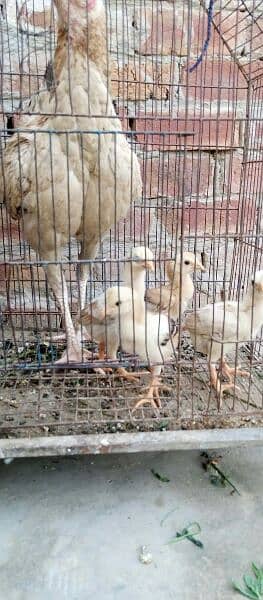 Hira cross chicks with murgi 03044602187 8