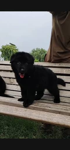 black German Shepherd for sale long coat/ non pedigree Dog For Sale | 0