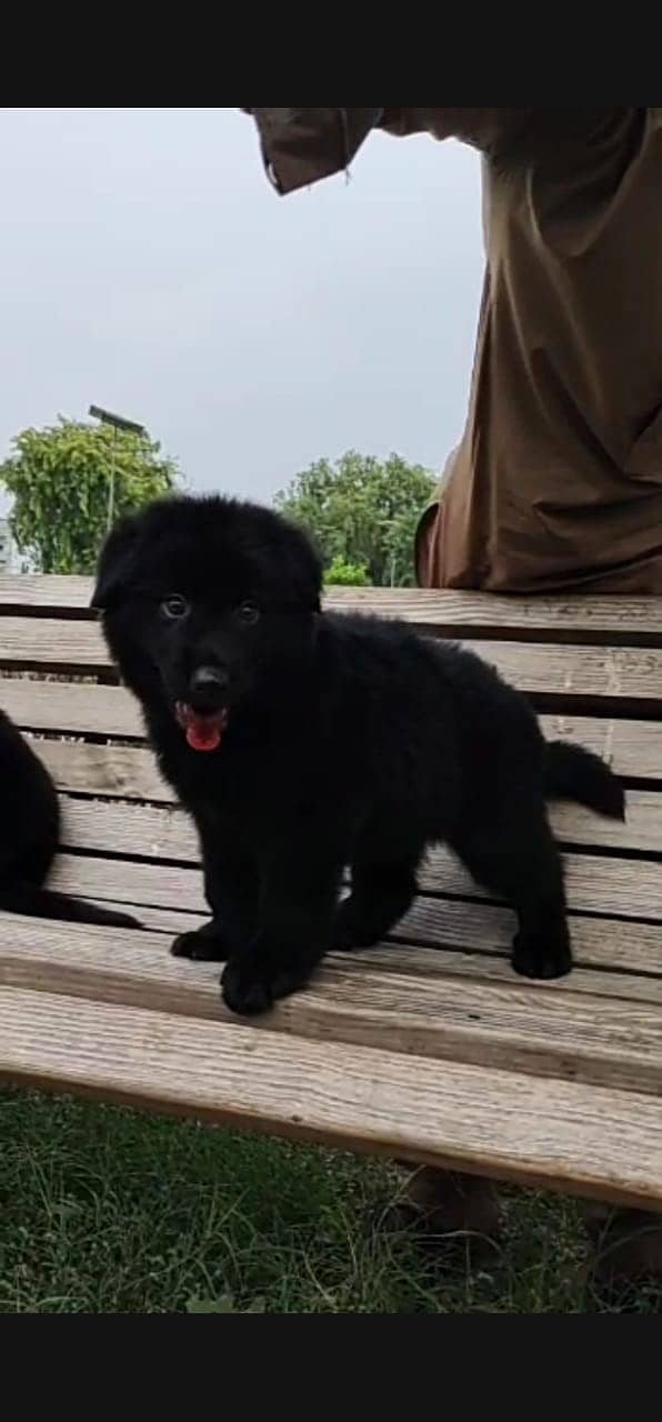 black German Shepherd for sale long coat/ non pedigree Dog For Sale | 2