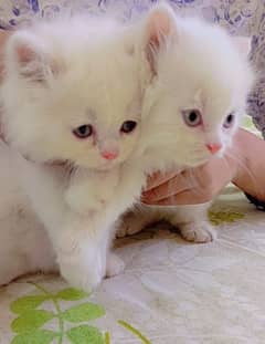 Persian kittens triple coated blue eyes