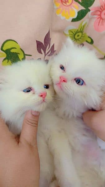 Persian kittens triple coated blue eyes 1