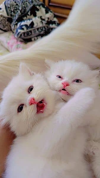 Persian kittens triple coated blue eyes 2