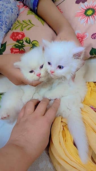 Persian kittens triple coated blue eyes 3