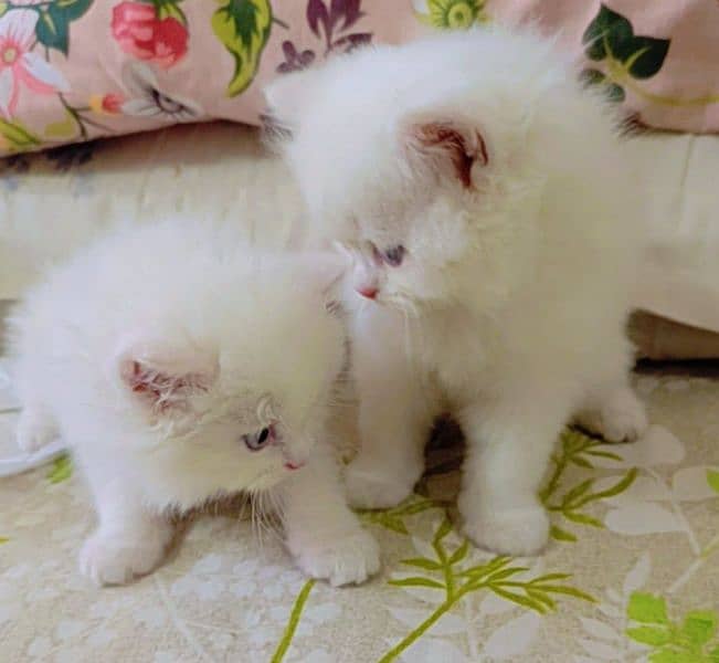 Persian kittens triple coated blue eyes 4