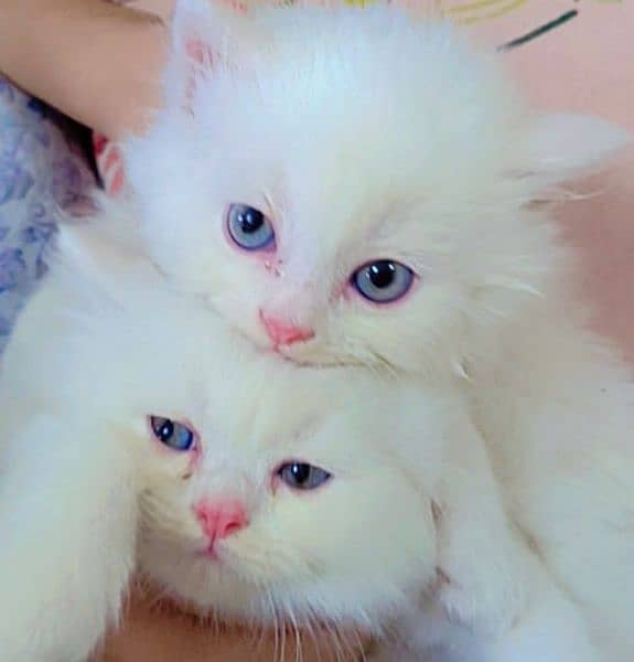Persian kittens triple coated blue eyes 5