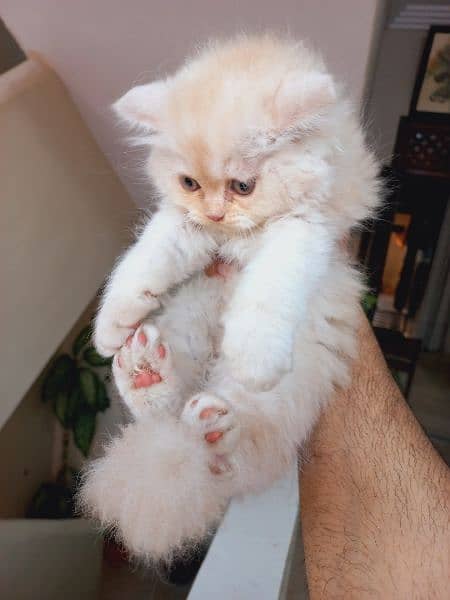 Persian Kitten 5