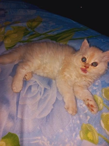 Persian Kitten 6
