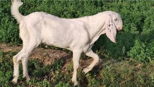 Heavy Bakra for sale.