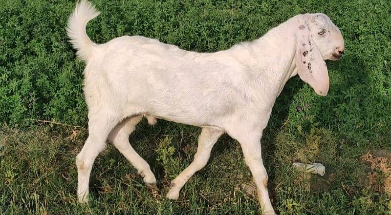 Heavy Bakra for sale. 1