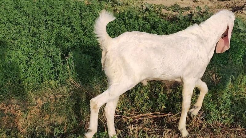 Heavy Bakra for sale. 2