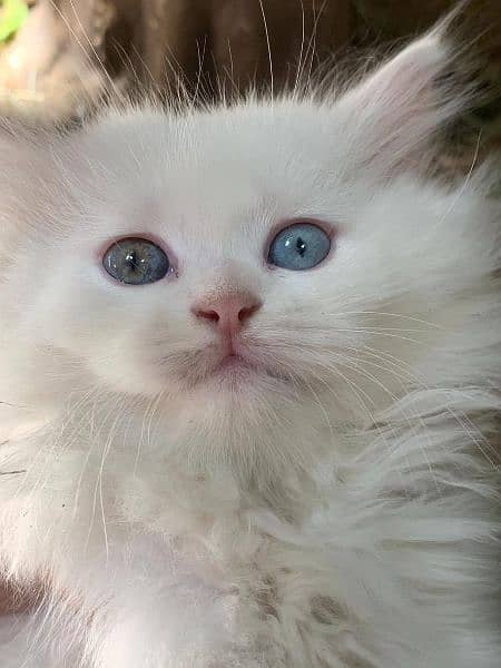 pure Persian kittens 1