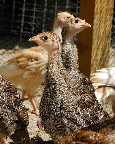 beautiful turkey chicks 1