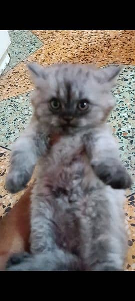 pure persian kitten for sale 2
