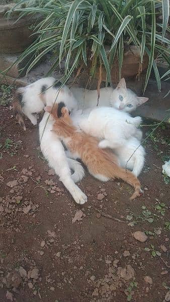 Persian cat along with two kids 1