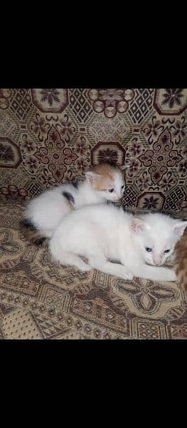 Persian cat along with two kids 3