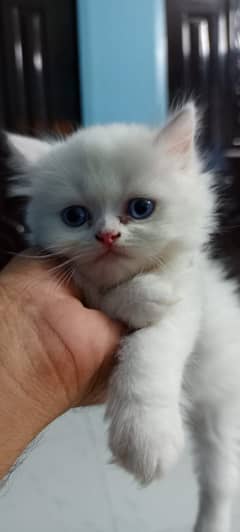 4 Persian Kittens 0