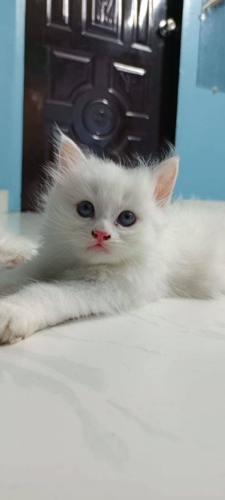 4 Persian Kittens 1
