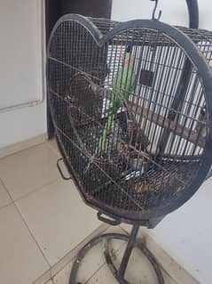 raw alexendr parrot healthy talking with cage 0