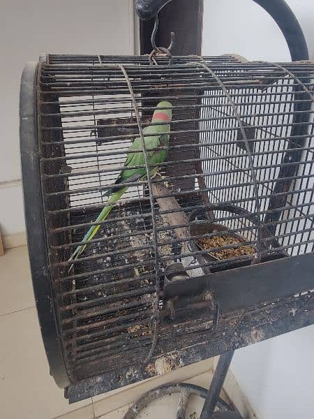 raw alexendr parrot healthy talking with cage 1