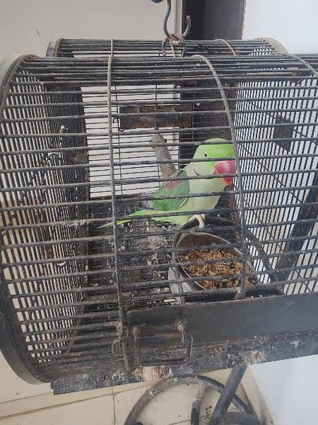 raw alexendr parrot healthy talking with cage 2