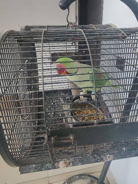 raw alexendr parrot healthy talking with cage 3