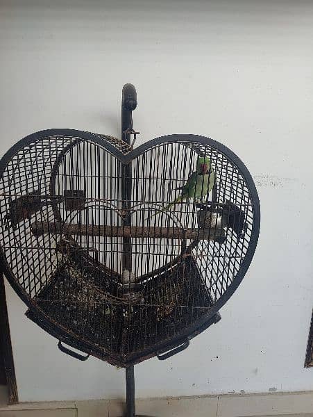 raw alexendr parrot healthy talking with cage 4