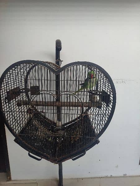 raw alexendr parrot healthy talking with cage 5