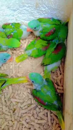 Healthy Active Raw Parrot Chicks Available Contact 03362838259