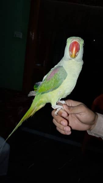 raw parrot female 3