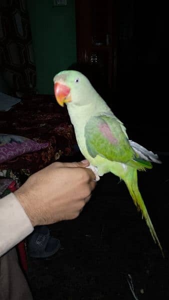 raw parrot female 4