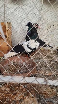 Black pigeons breeder pair with one chick
