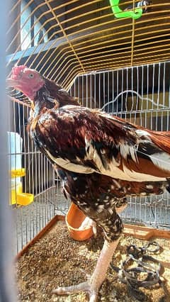 Murga/Rooster for sale