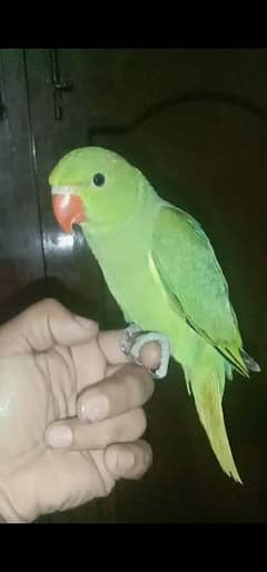 03455231374   Hand tamed  parrots