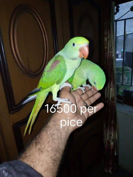 03455231374   Hand tamed  parrots 1