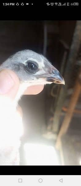 Thai chicks for sale age 25 day to 2 month 2