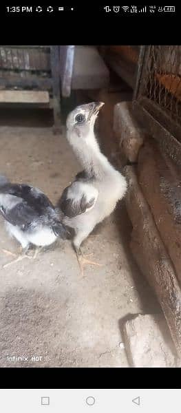 Thai chicks for sale age 25 day to 2 month 3
