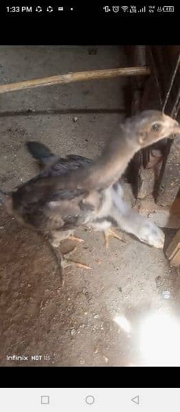 Thai chicks for sale age 25 day to 2 month 4