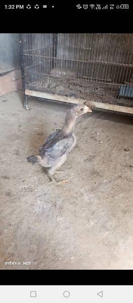 Thai chicks for sale age 25 day to 2 month 5