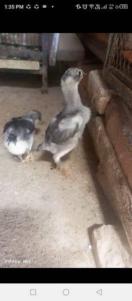 Thai chicks for sale age 25 day to 2 month 6