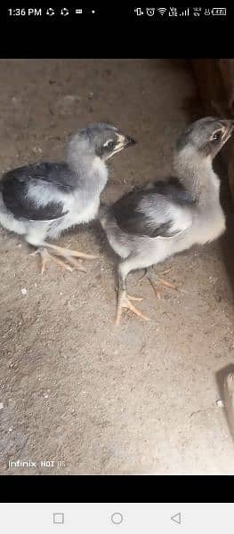 Thai chicks for sale age 25 day to 2 month 9