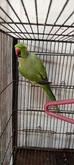 bird tame and talking for sale