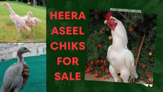Aseel Heera Chiks Full White Nok Nali Avialble Paper White Chiks Also