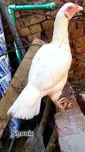 Aseel Heera Chiks Full White Nok Nali Avialble Paper White Chiks Also 2