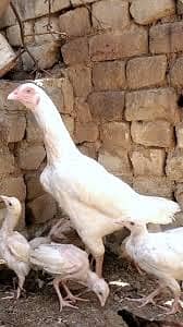 Aseel Heera Chiks Full White Nok Nali Avialble Paper White Chiks Also 4