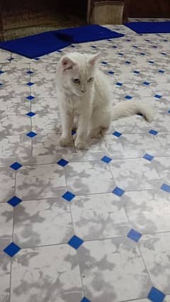 Very Friendly Persian Cat