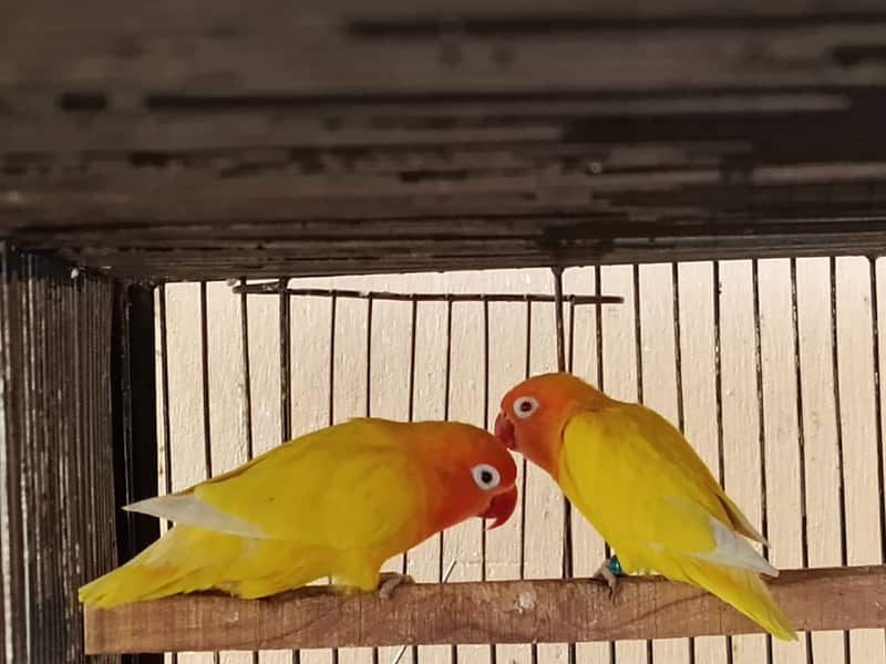 Breeding Love Birds 3
